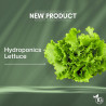 Hydroponics - Lettuce