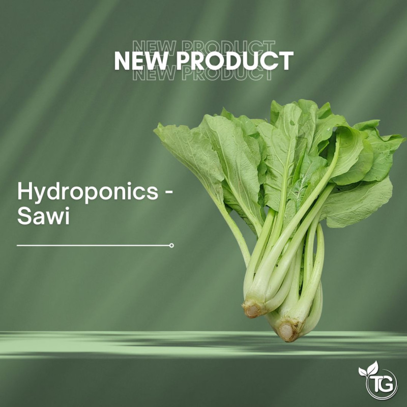 Hydroponics - Sawi